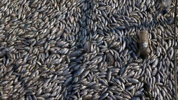 Tonnes of dead fish have washed into the port of Volos. Pic: Reuters